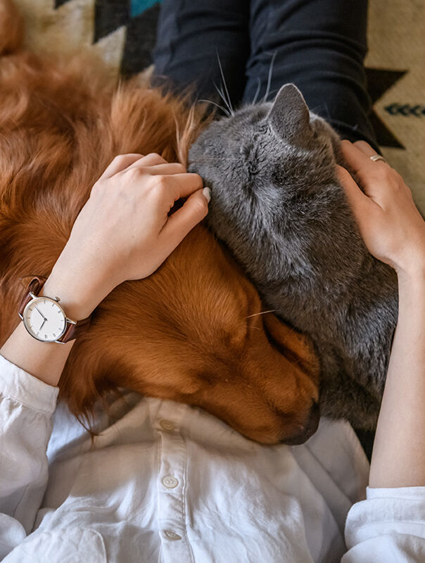 Dog and Cat snuggled on lap